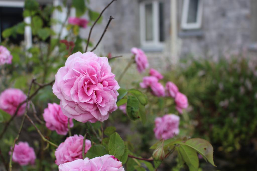 Forest Park House B&B บอยล์ ภายนอก รูปภาพ